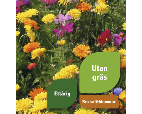 Blomsteräng med ettåriga sommarblommor som snittblommor och utan gräs
