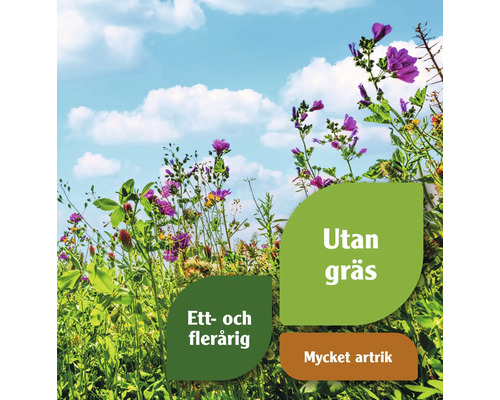Blomsteräng med olika typer av blommor under en blå himmel
