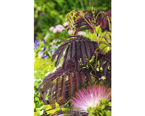 Silkesträd FLORASELF Albizia julibrissin 'Summer Chocolate' totalhöjd ca 40-60cm Co 7,5L chokladbrun Silkesträd FLORASELF Albizia julibrissin 'Summer Chocolate' totalhöjd ca 40-60cm Co 7,5L chokladbrun