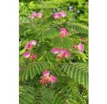 Silkesträd med gröna blad och rosa blommor