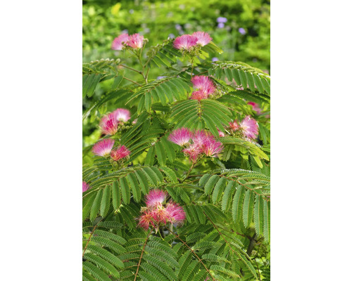 Silkesträd stammad FLORASELF Albizia julibrissin 'Summer Chocolate' stamhöjd 50-70cm totalhöjd ca 80-100cm Co 7,5L chokladbrun Silkesträd stammad FLORASELF Albizia julibrissin 'Summer Chocolate' stamhöjd 50-70cm totalhöjd ca 80-100cm Co 7,5L chokladbrun