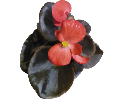Begonia med röda blommor och gröna blad.