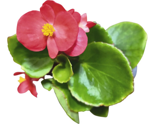 Begonia med röda blommor och gröna blad
