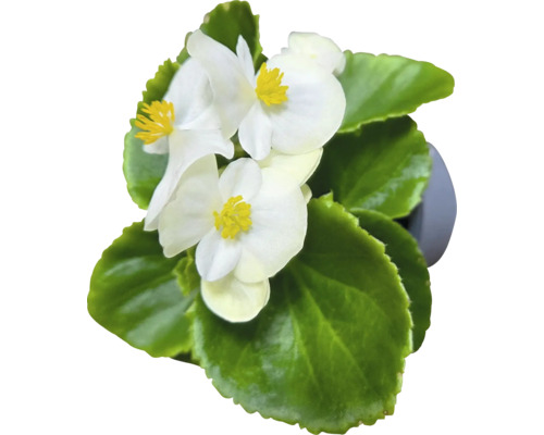 Begonia med vita blommor och gröna blad