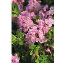 Närbild av rhododendronblommor