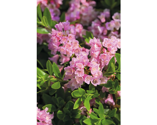 Närbild av rhododendronblommor