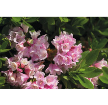 Närbild av rosa blommande rhododendron med gröna blad