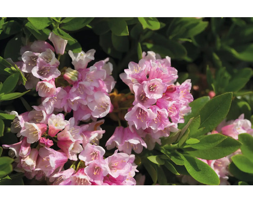 Närbild av rosa blommande rhododendron med gröna blad