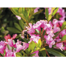 Närbild av rosa rhododendronblommor med en humla.