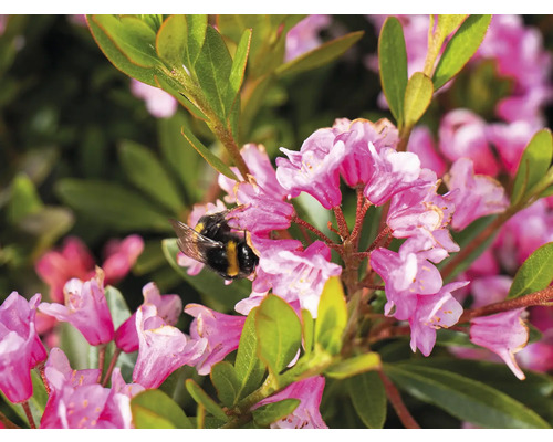 Närbild av rosa rhododendronblommor med en humla.