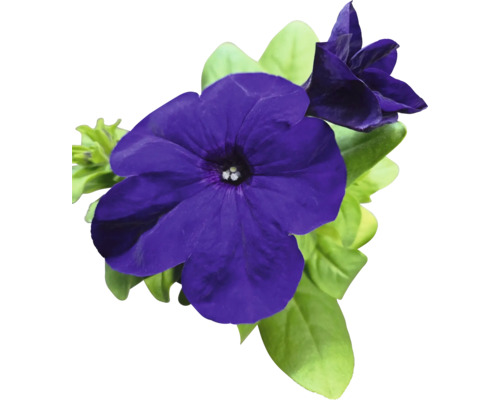 Närbild av lila petuniablommor med gröna blad