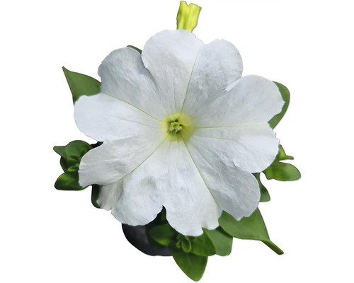 Vit petunia med gröna blad