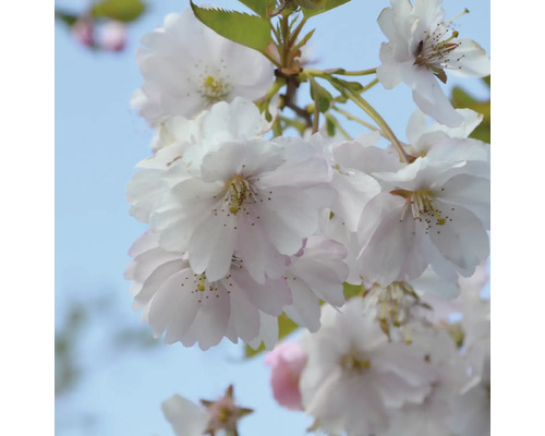 Närbild av körsbärsblomgren