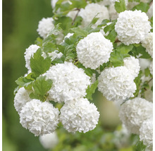 Blomställningar av snöbollsbuske med gröna blad