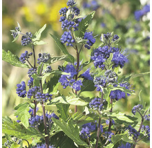Närbild av blå blommande växter med gröna blad.