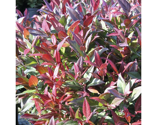 Städsegrön prydnadsbuske med röda och gröna blad