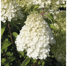 Vipphortensia FLORASELF Hydrangea paniculata Bobo® 50-60cm co 6L