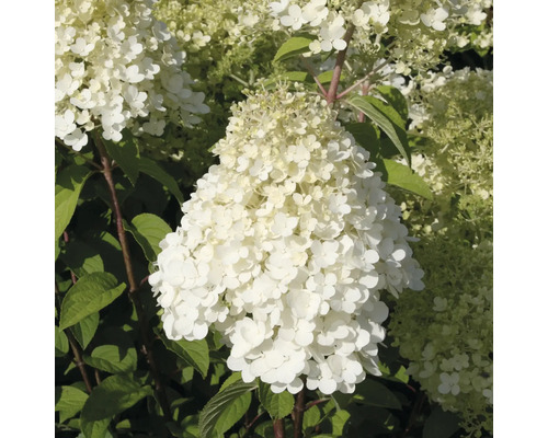 Vipphortensia FLORASELF Hydrangea paniculata Bobo® 50-60cm co 6L