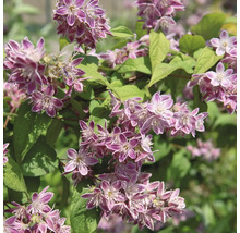 Deutzia med rosa blommor och gröna blad