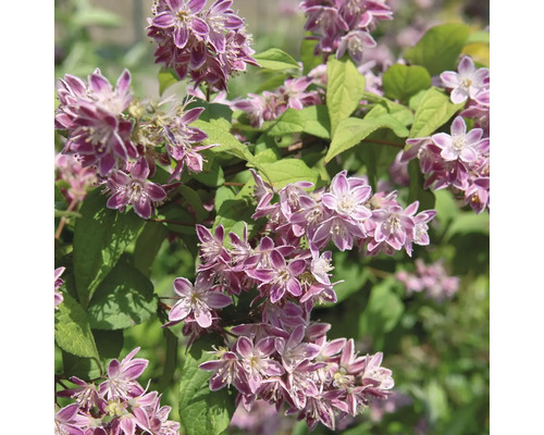 Deutzia med rosa blommor och gröna blad