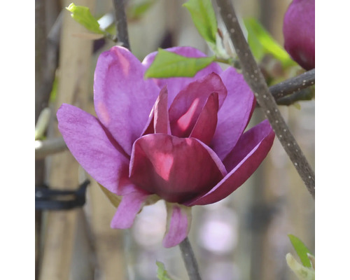 Närbild av en purpurfärgad magnoliablomma på en gren