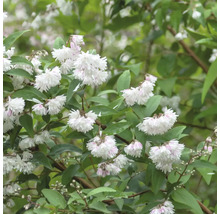 Deutzia växt med vita blommor och gröna blad.