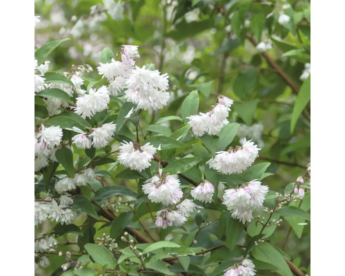 Deutzia växt med vita blommor och gröna blad.