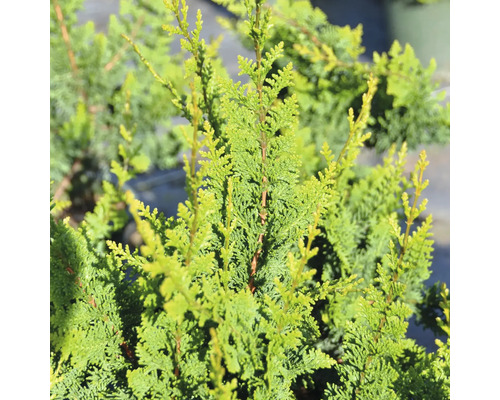 Närbild av en cypress i trädgården