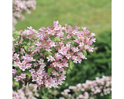 Blommande prydnadsbuske med blommor