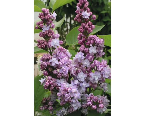 Närbild av en blommande syren