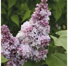 Närbild av blommor av syren