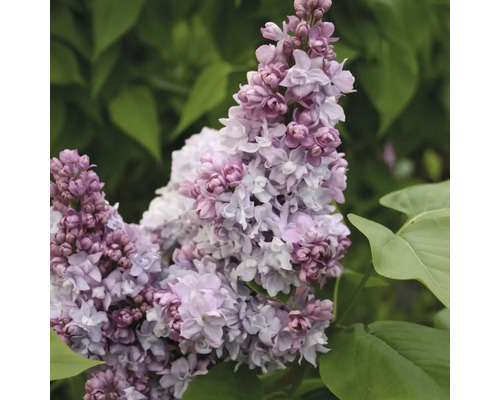 Närbild av blommor av syren