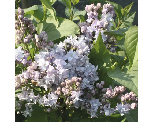 Syren FLORASELF Syringa vulgaris 'Nadezhda' 40-60cm Co 3L