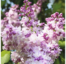 Närbild av blommande syren