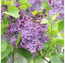 Närbild av syrenblommor med blad