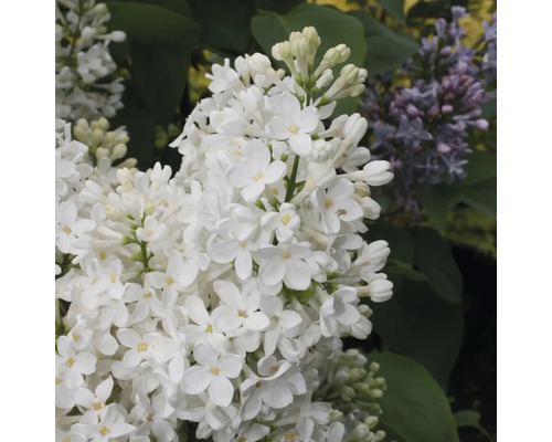 Närbild av en blommande vit syrenväxt