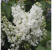 Syren FLORASELF Syringa vulgaris 'Mme Lemoine' 40-60cm Co 3L