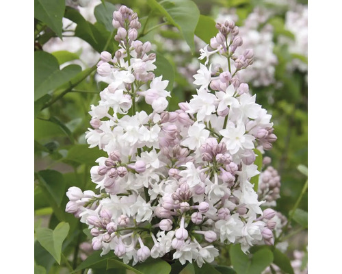 Blomställning av dvärgsyren med blommor och knoppar