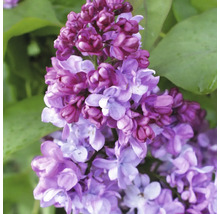 Närbild av en lila blommande växt med gröna blad