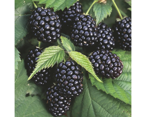 Ekologiskt törnlöst björnbär Hof:Obst Rubus fruticosus 'Triple Crown' 30-40cm D 15cm Björnbär med blad