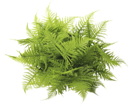 Asparagus Farn växt