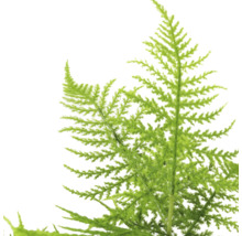 Asparagussetaceus-kvist för blomsterdekorationer