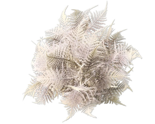 Buskormbunke för dekoration