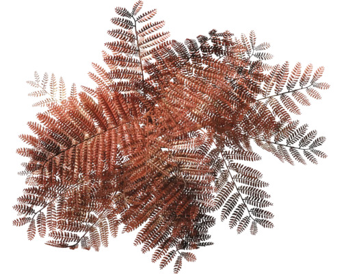 Närbild av ormbunksblad