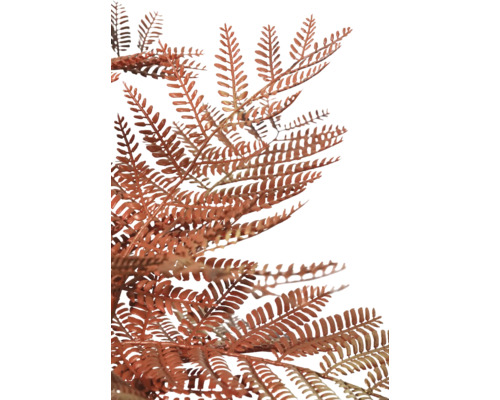 Detaljbild av rostfärgad ormbunke för dekorationer.