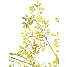 Illustration av grenar med löv