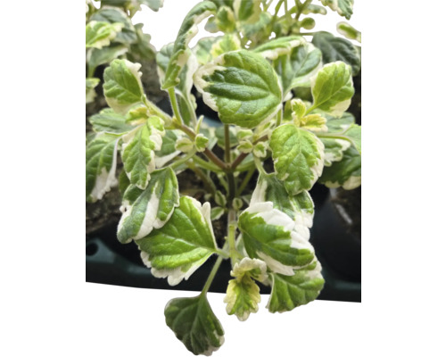 Plectranthus med grönvita blad