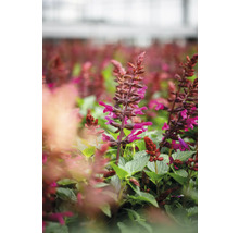 Fält med blommande salviaplantor