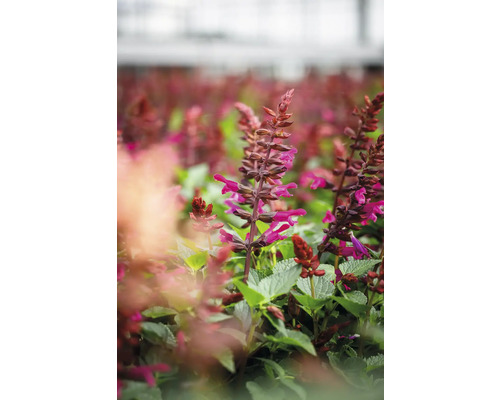 Fält med blommande salviaplantor