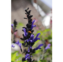 Blomställning med lila blommor och en humla